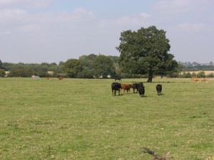 CIMG0381